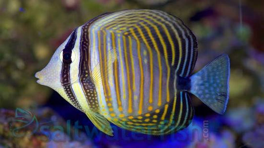 Desjardin`s Sailfin Tang