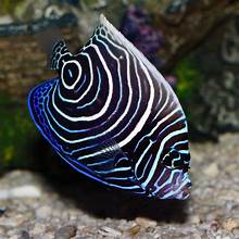 Emperor Angel (juv)