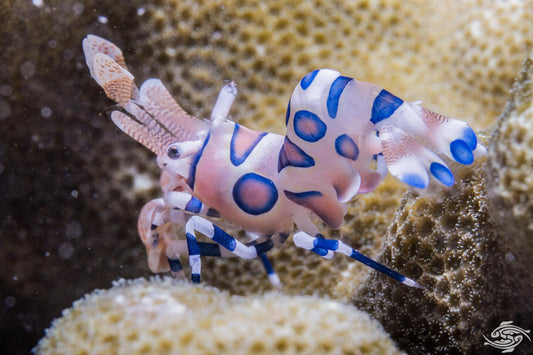 Harlequin Shrimps