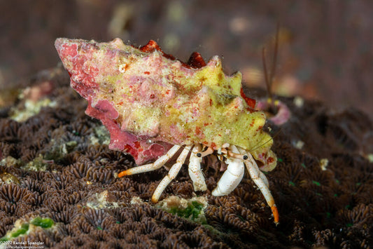 Hermit Crab(White scissor)