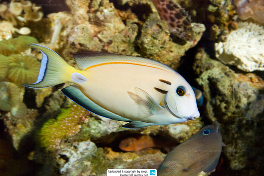 Lieutenant Surgeon Fish