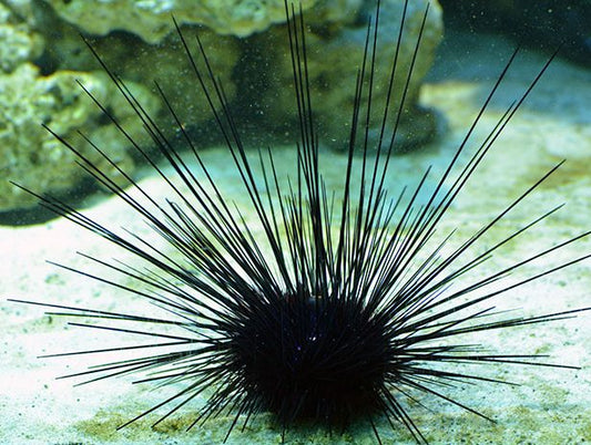 Long Spine Urchin