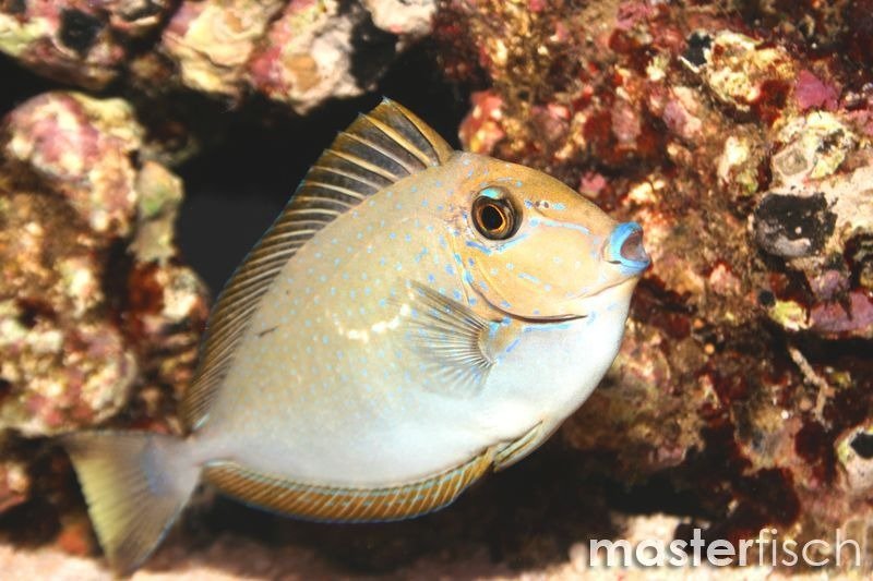 Lopezi Unicornfish
