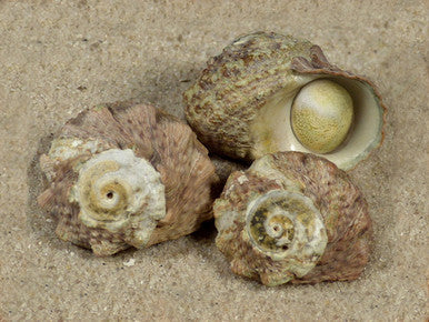 Paradise Snail