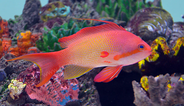Lyretail Coralfish (Nice Color)