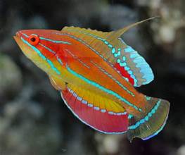 Mccosker's flasher Wrasse