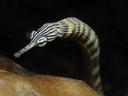 Messmate PipeFish