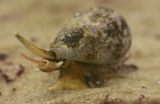 Needle Sea Snail