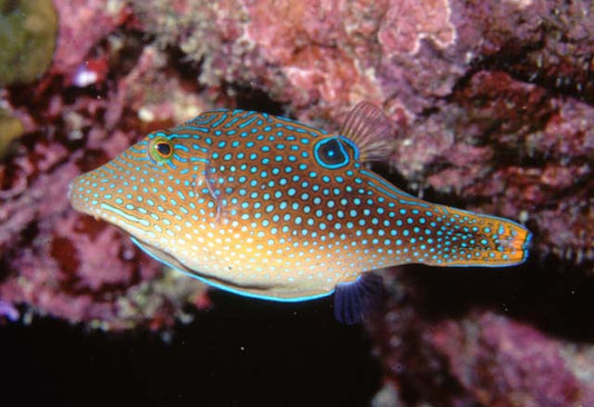 Peacock Puffer