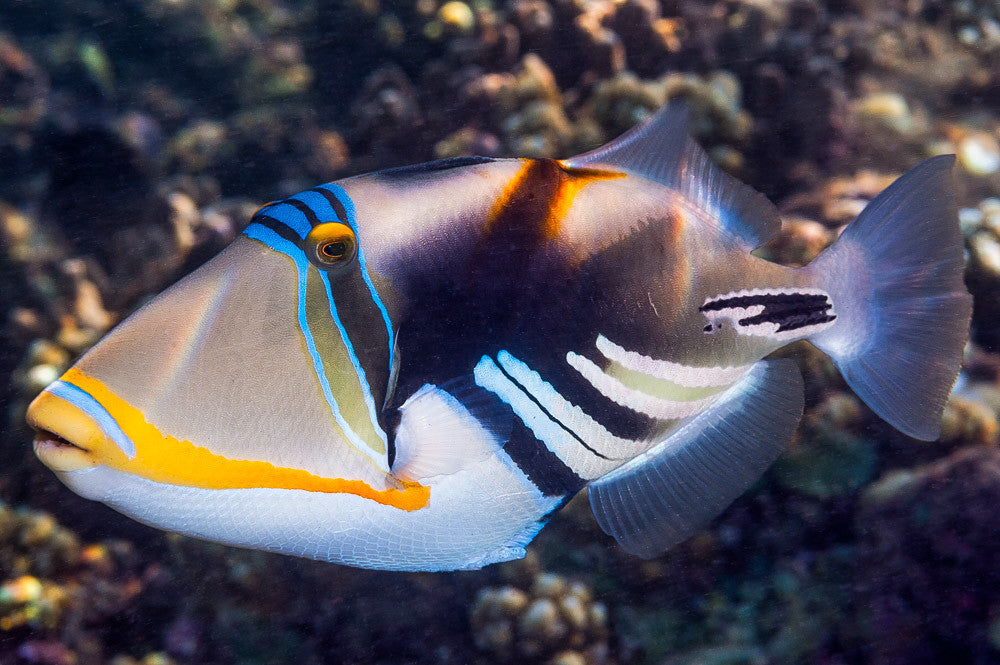 Picasso triggerfish