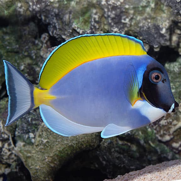 Powder blue tang