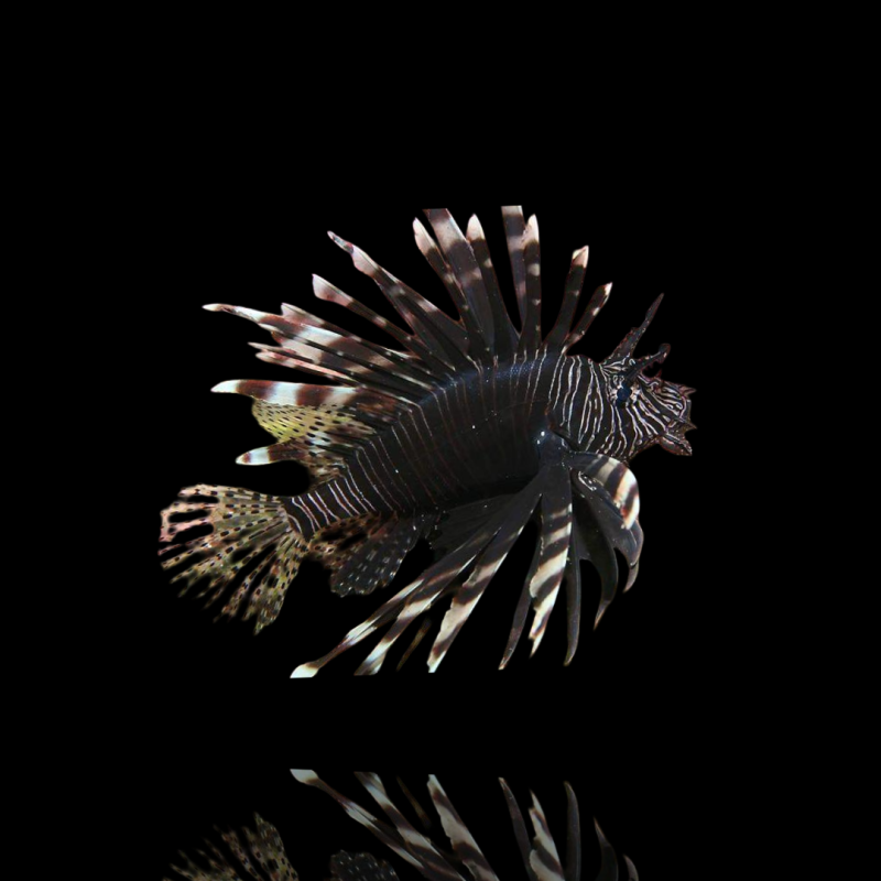 Lionfish