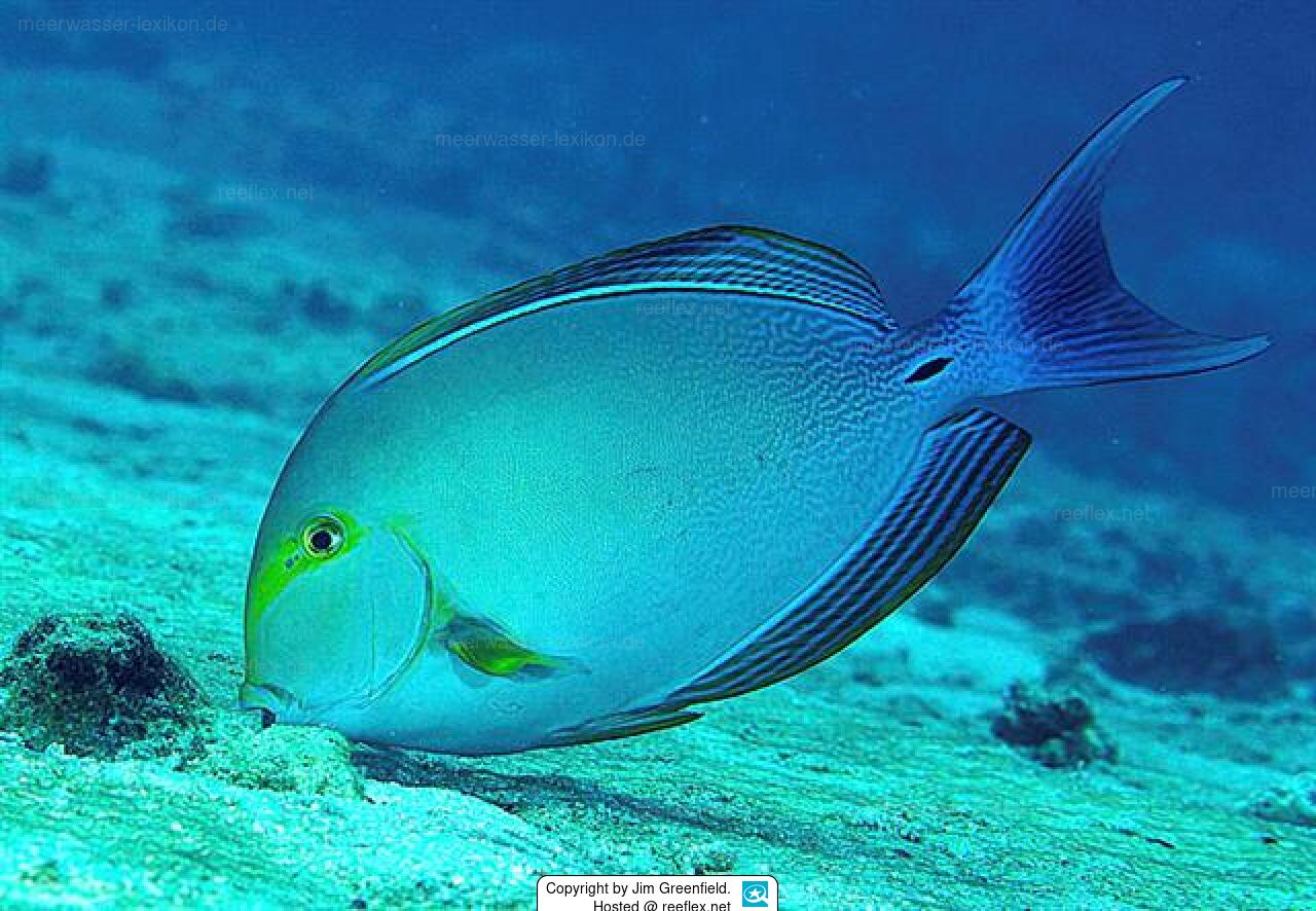 Purple Surgeonfish
