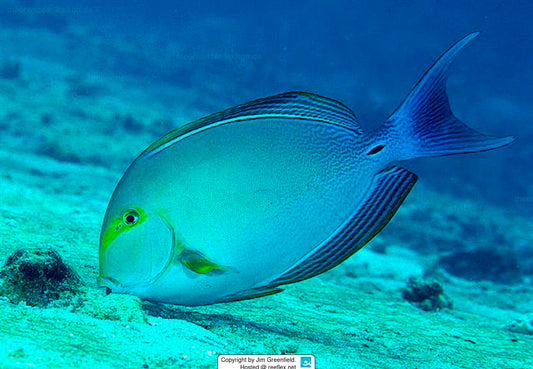 Purple Surgeonfish