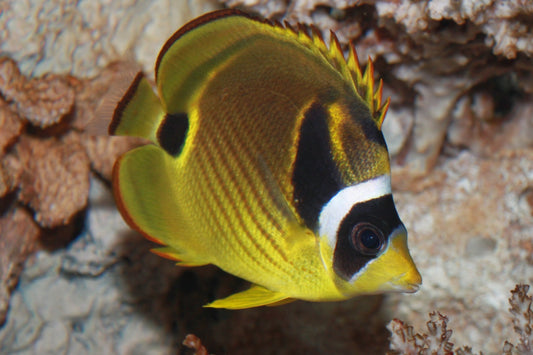 Racoon Butterflyfish