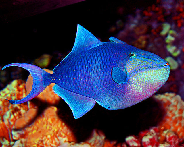 Red Tooth Triggerfish