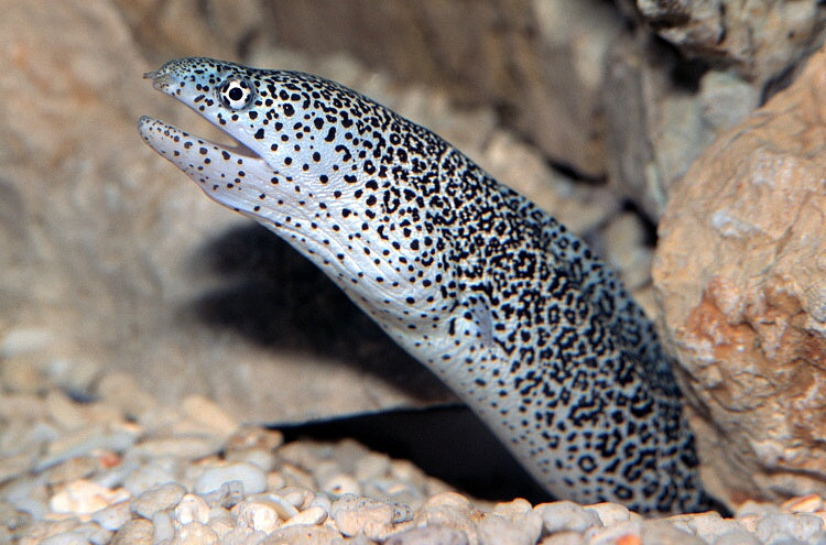 Red peppered moray