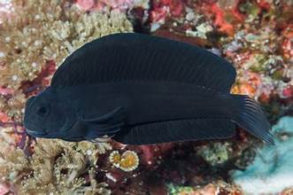 Black Rockskipper