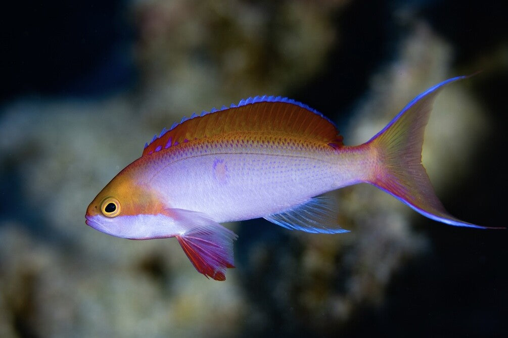 Silver streak Anthias
