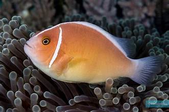 Skunk-striped Anemonefish