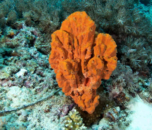 Sponges - Orange