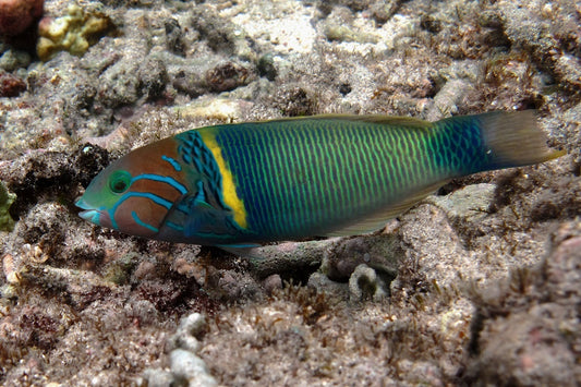 Goldbar Wrasse