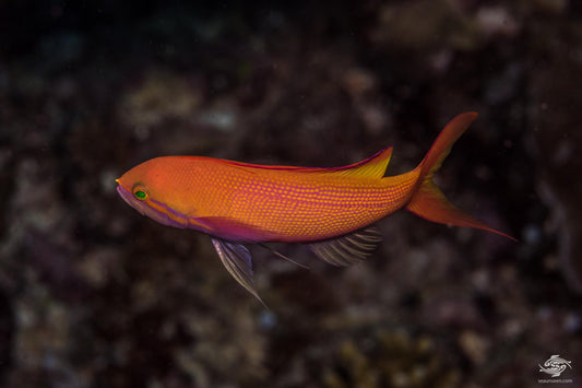 Threadfin Goldie-male Anthias