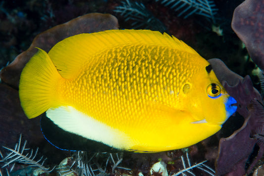 Three-spot angelfish