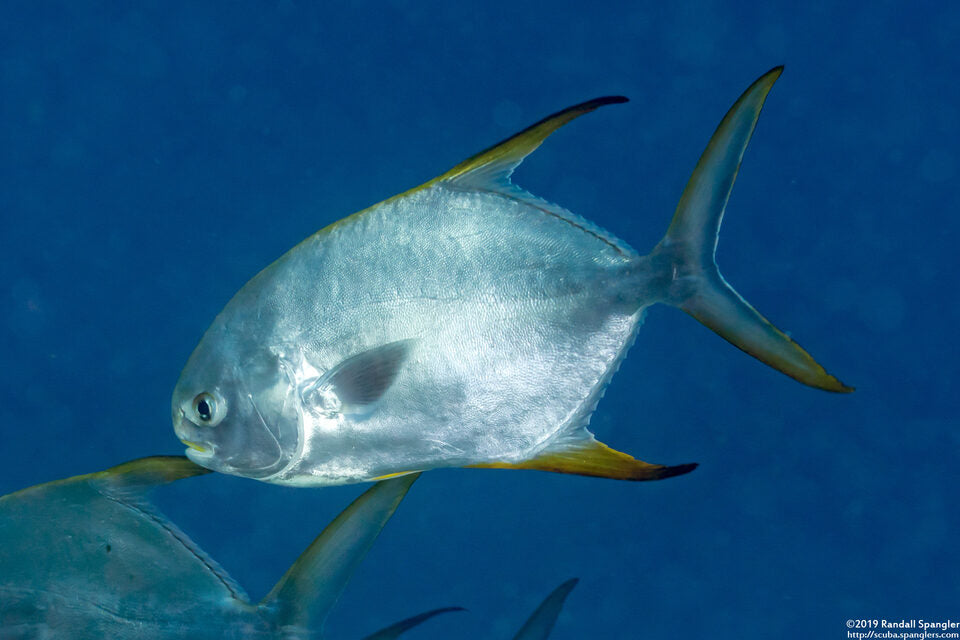 silver fish