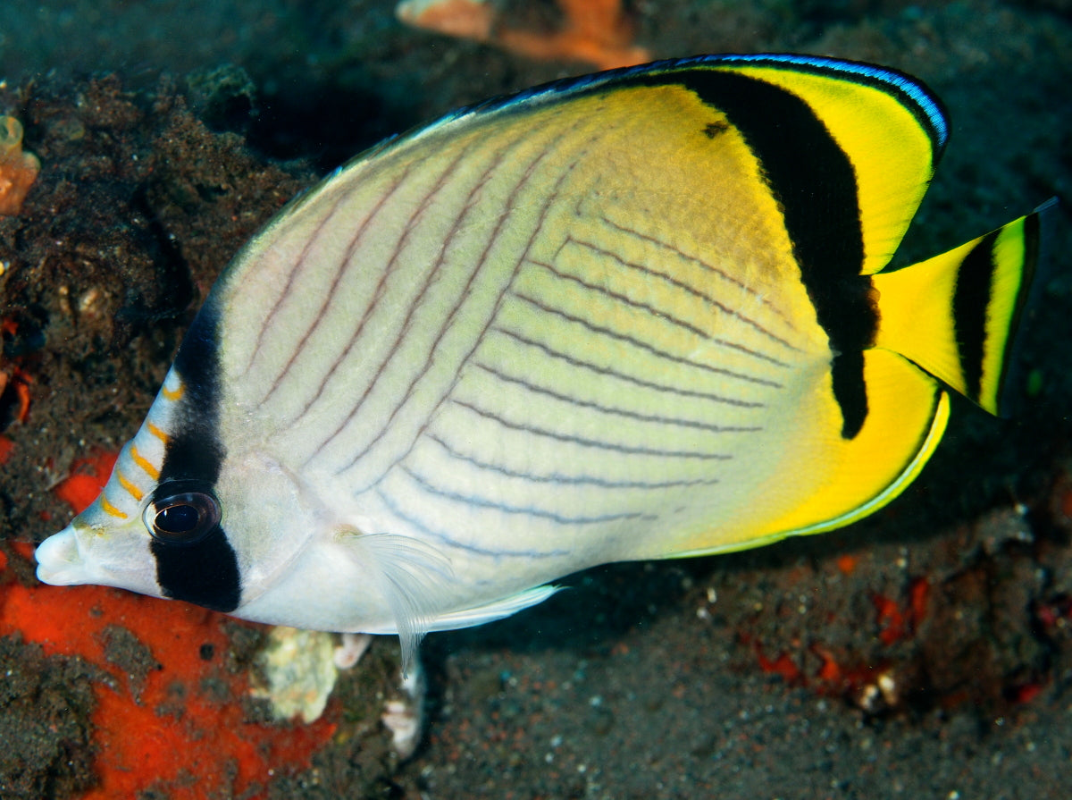 Vagabond Butterflyfish