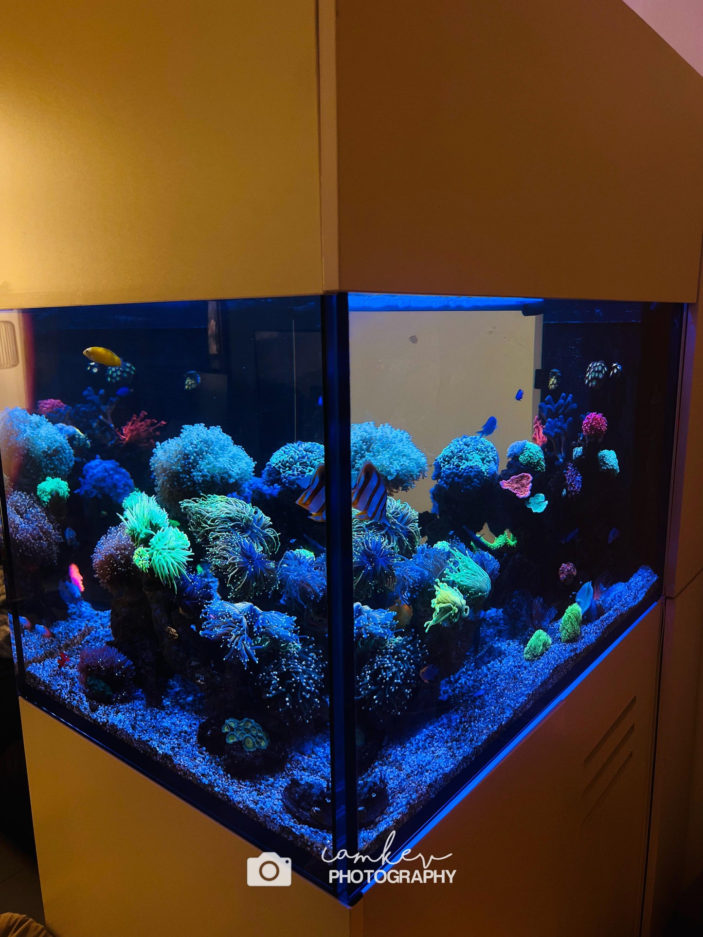 Custom Aquarium Services - Contact for Quote