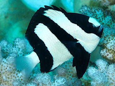 White-Tailed Damselfish