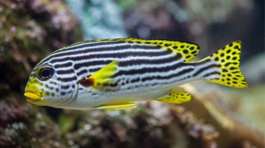 Yellow-banded Sweetlip