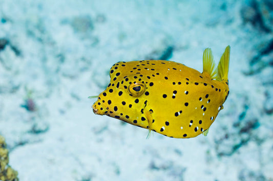 Yellow Boxfish
