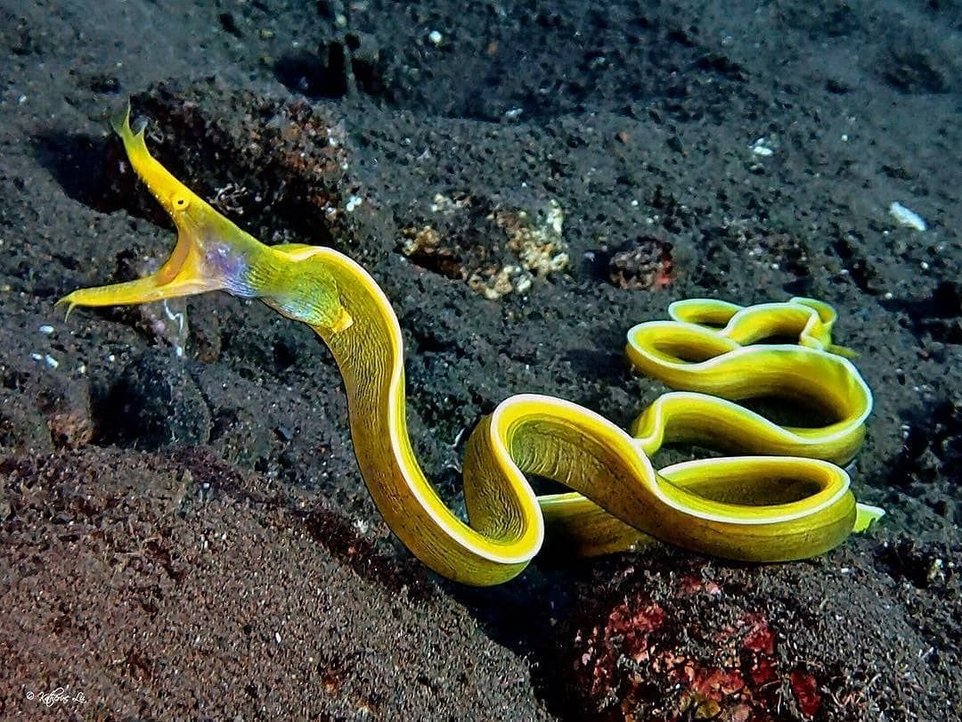 Yellow Ribbon Eel