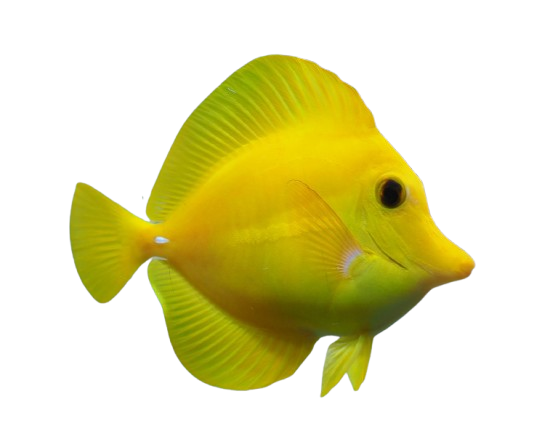 Hawaiian Yellow Tang "BIOTA"