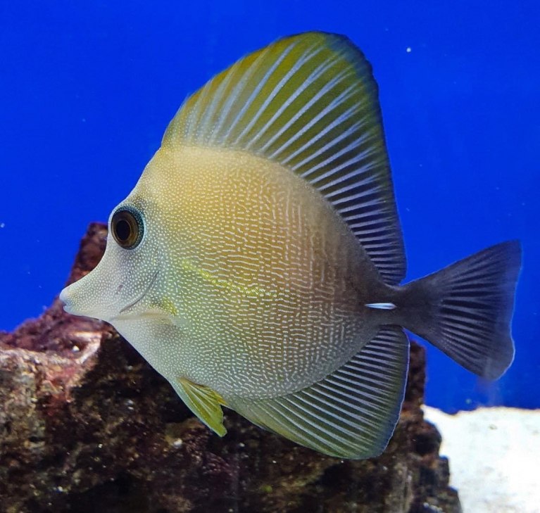 Brown  Sailfin Tang