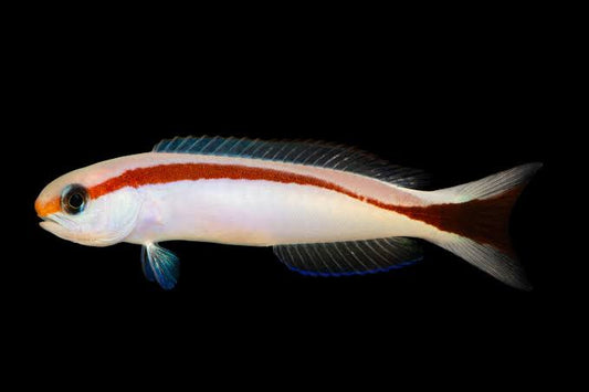 Redstrip Tilefish