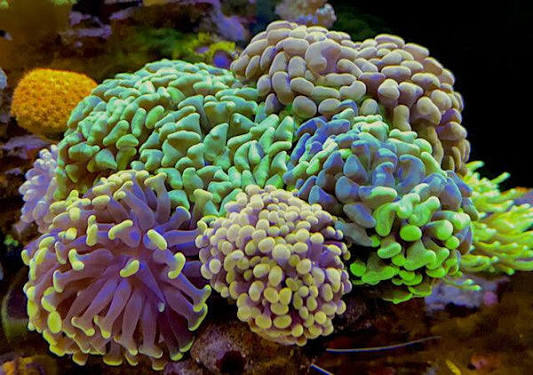 Mix   Colony