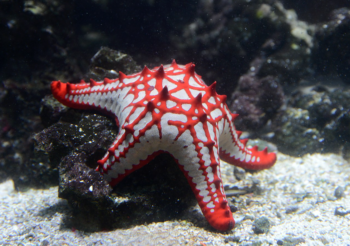 knobbe star fish color