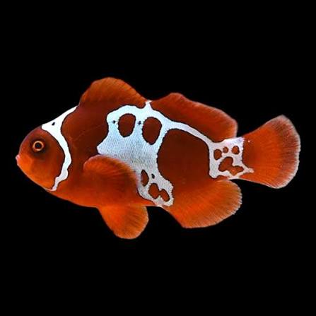 Blustar Clown Fish