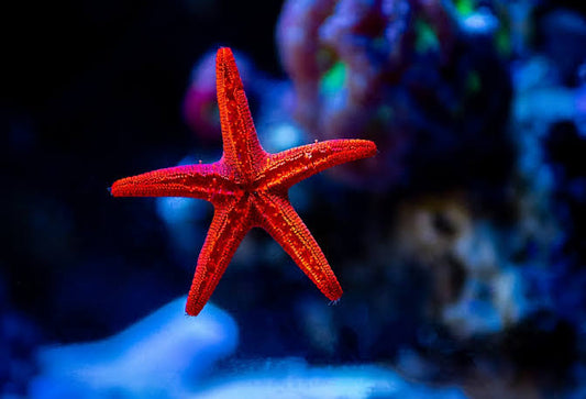 Red Star fish