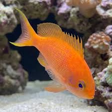 Japanese Anthias Fish