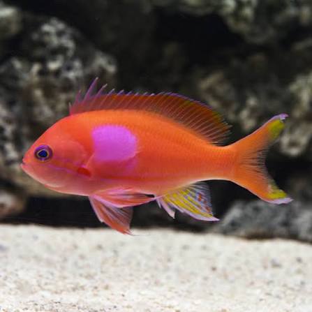Square Anthias Fish