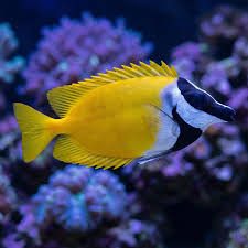 Fox Face Fish