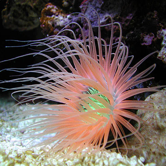 Tube Anemone Orange