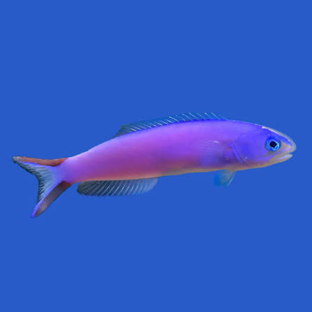Purple Tilefish