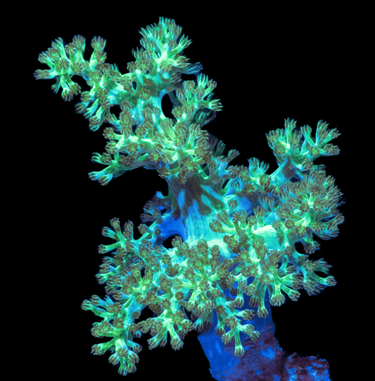 Green Kenya Tree Coral Frag
