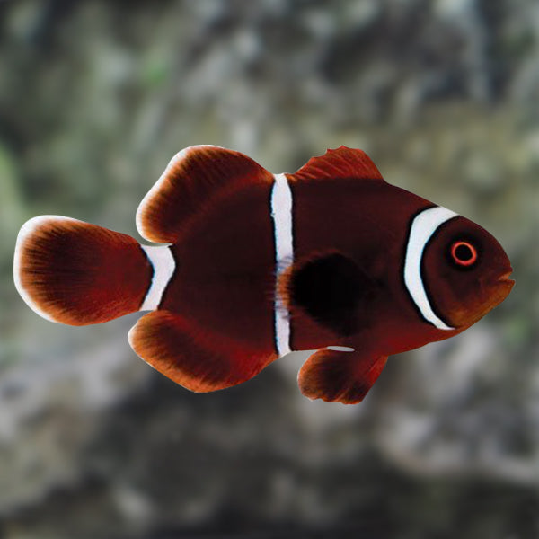 Gold Stripe Maroon Clown Fish