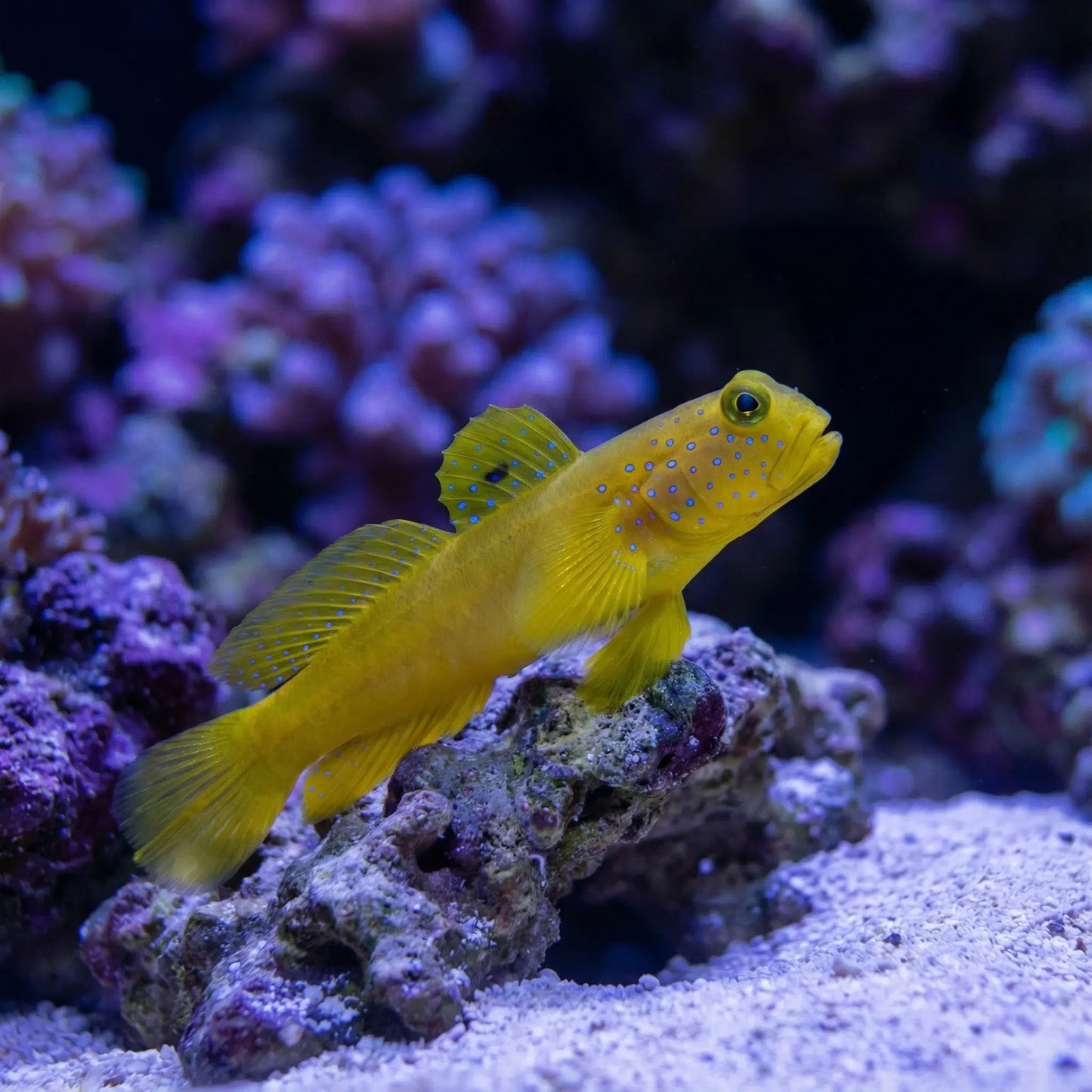 Yellow Watchmen Gobby
